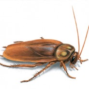 American Cockroaches