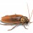 American Cockroaches