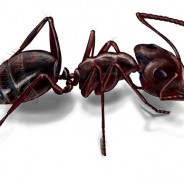 Carpenter Ants