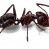Carpenter Ants