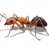 Field Ants