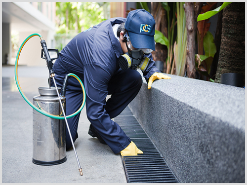 Quarterly Pest Management
